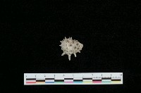 藏品(黃齒岩螺)的圖片